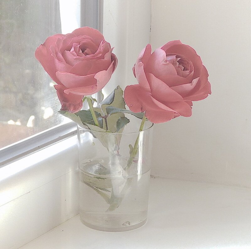 Two Pink Roses in a Vase