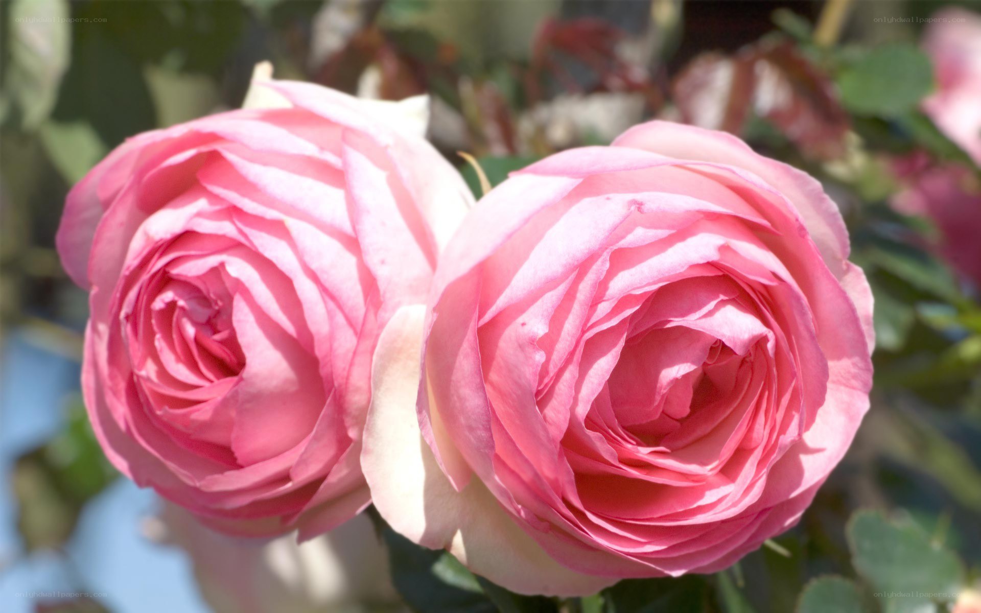 Two pink roses in bloom