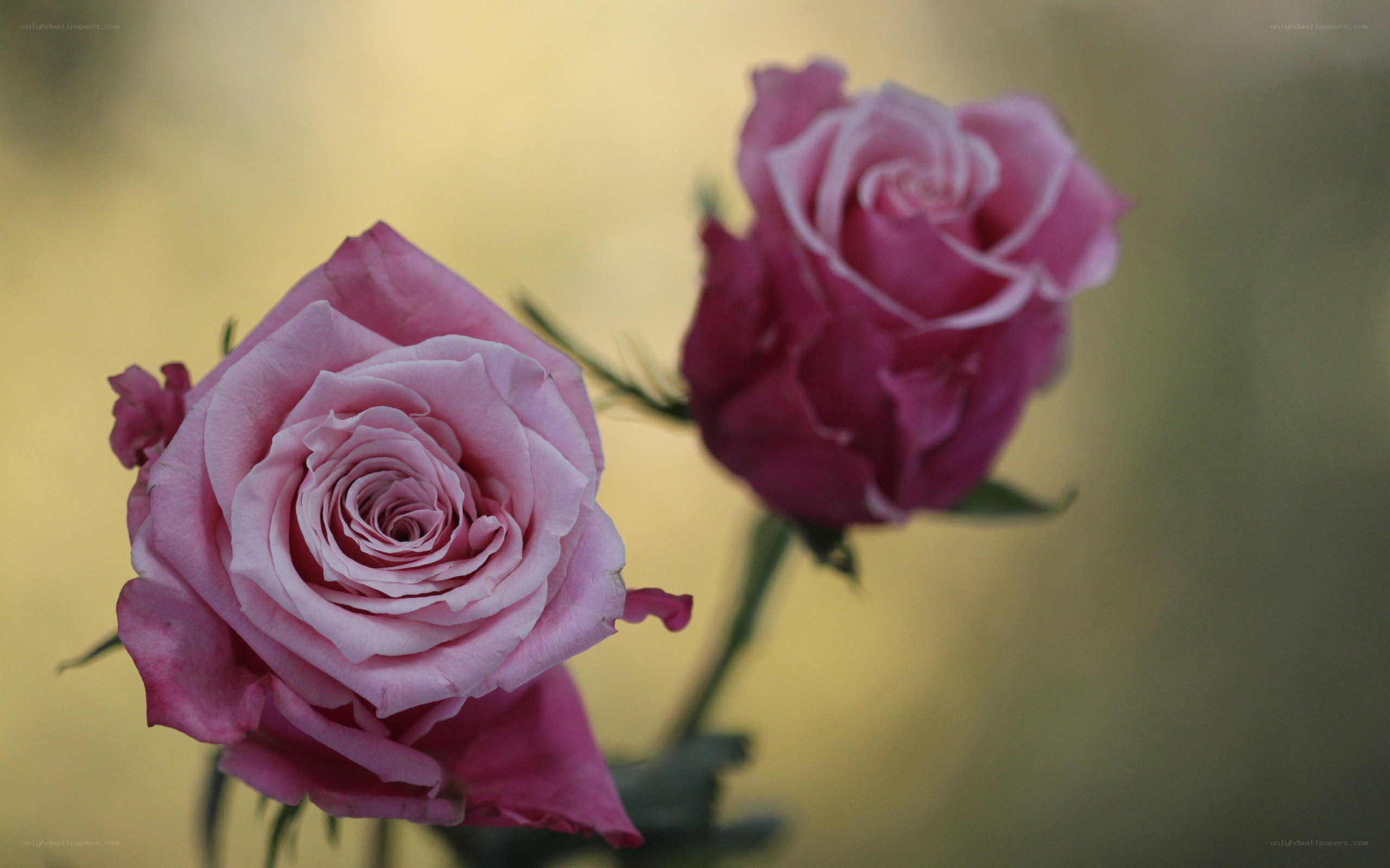 Two pink roses in bloom