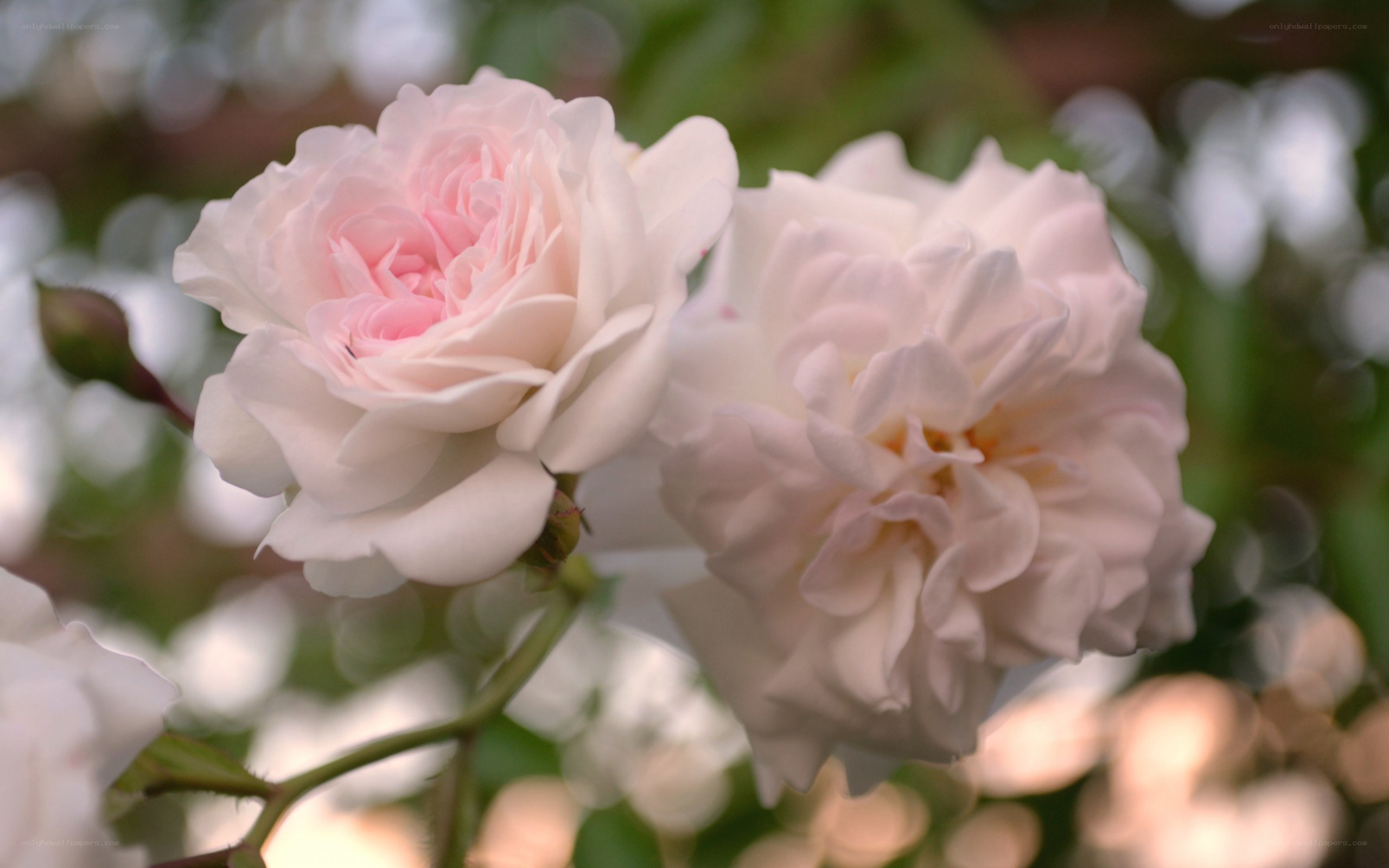 Two pink roses in bloom