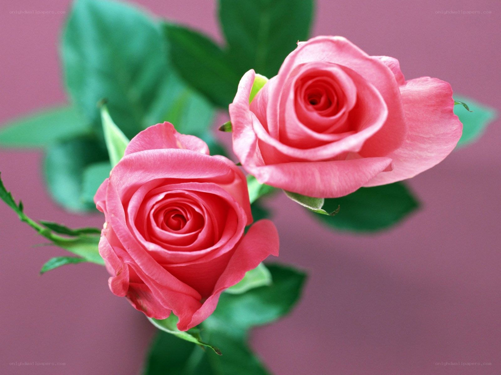 Two pink roses in bloom