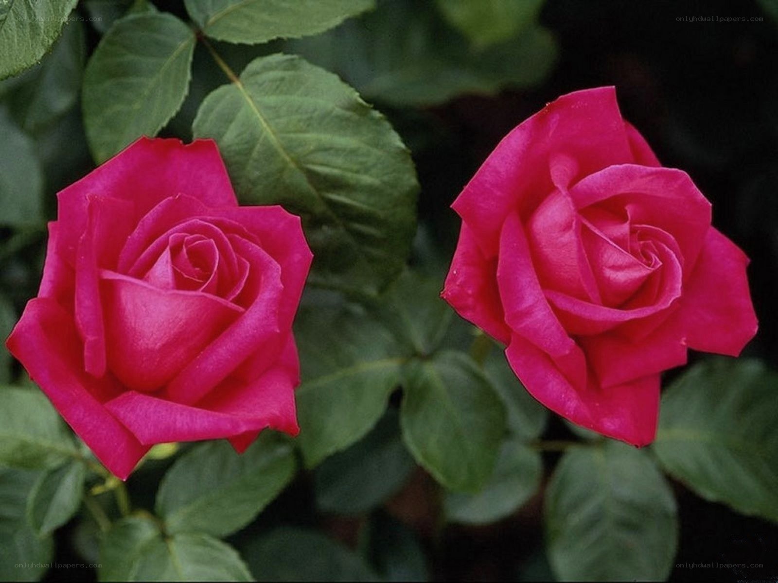 Two pink roses in bloom
