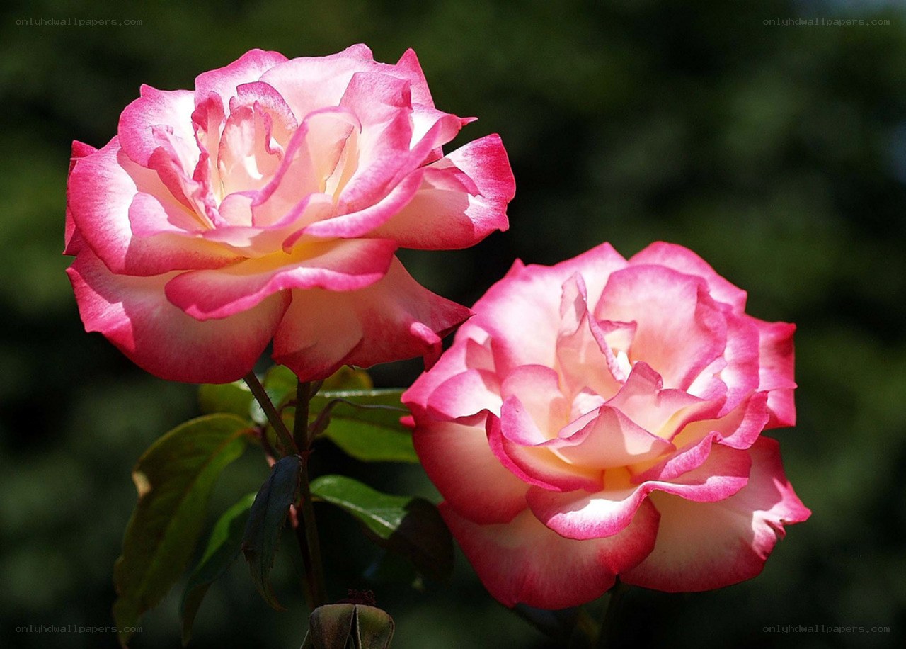 Two pink roses in bloom