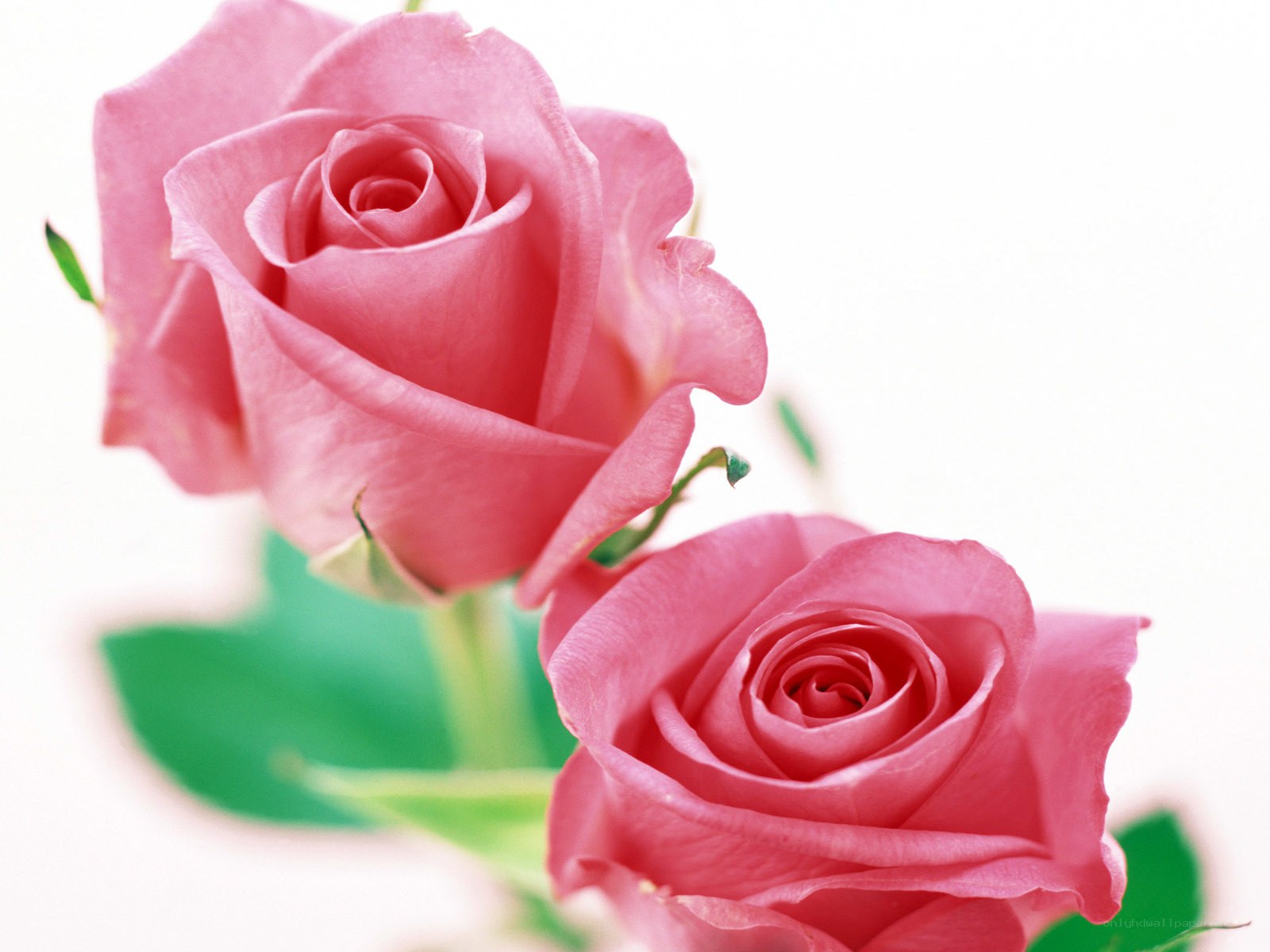 Two pink roses in bloom
