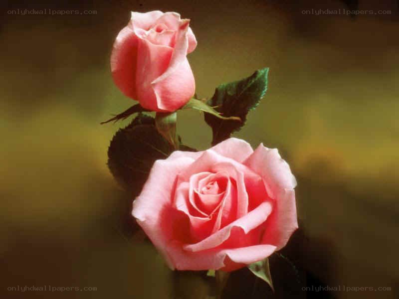 Two pink roses in bloom