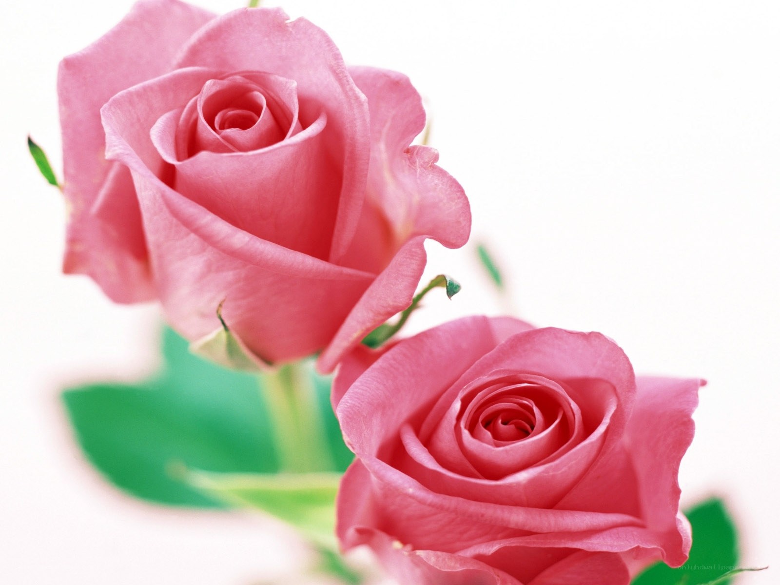 Two pink roses in bloom