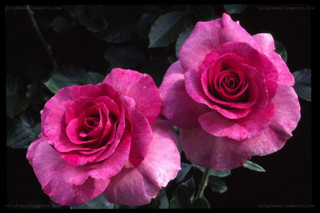 Two pink roses in bloom