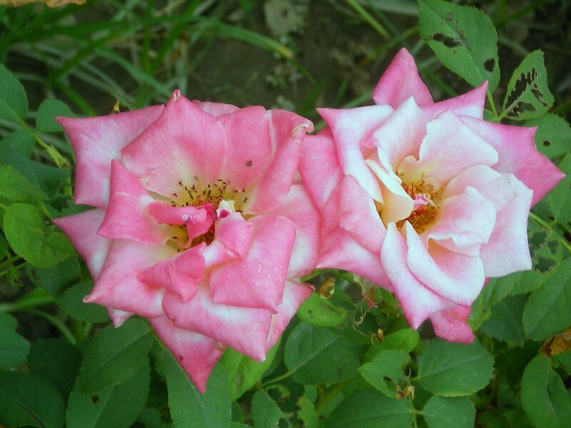 Two pink roses in bloom