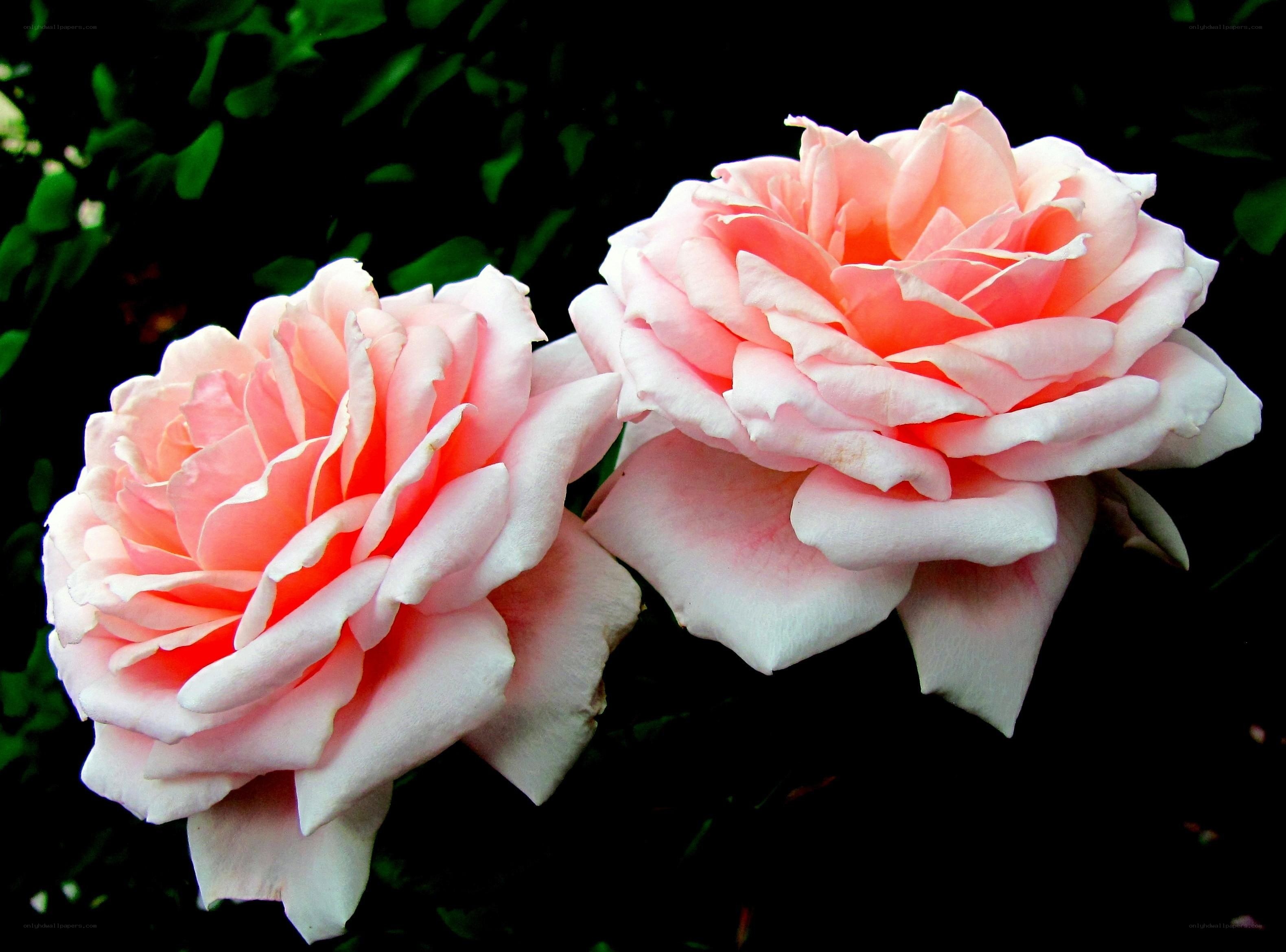 Two pink roses in bloom