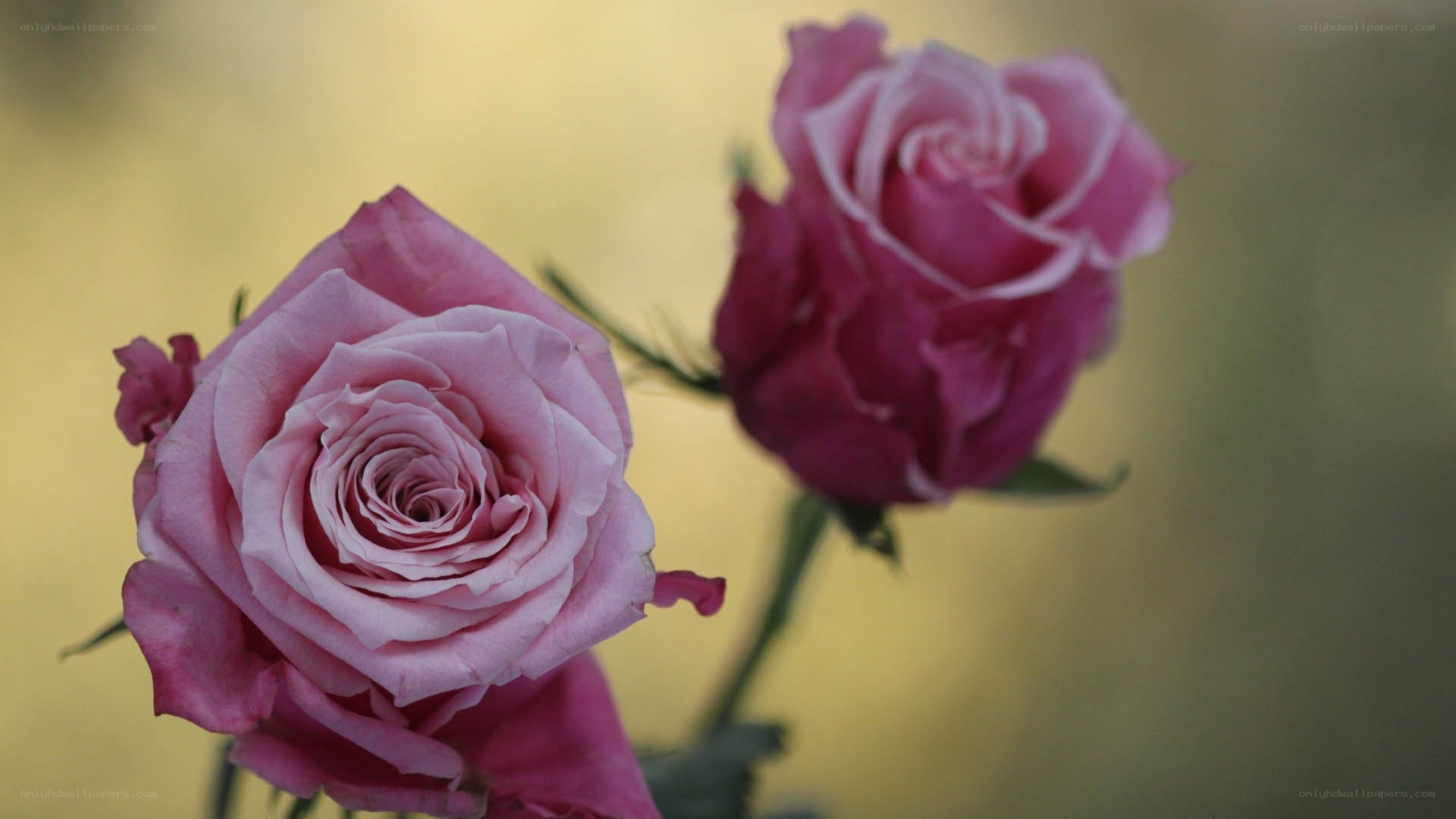 Two pink roses in bloom