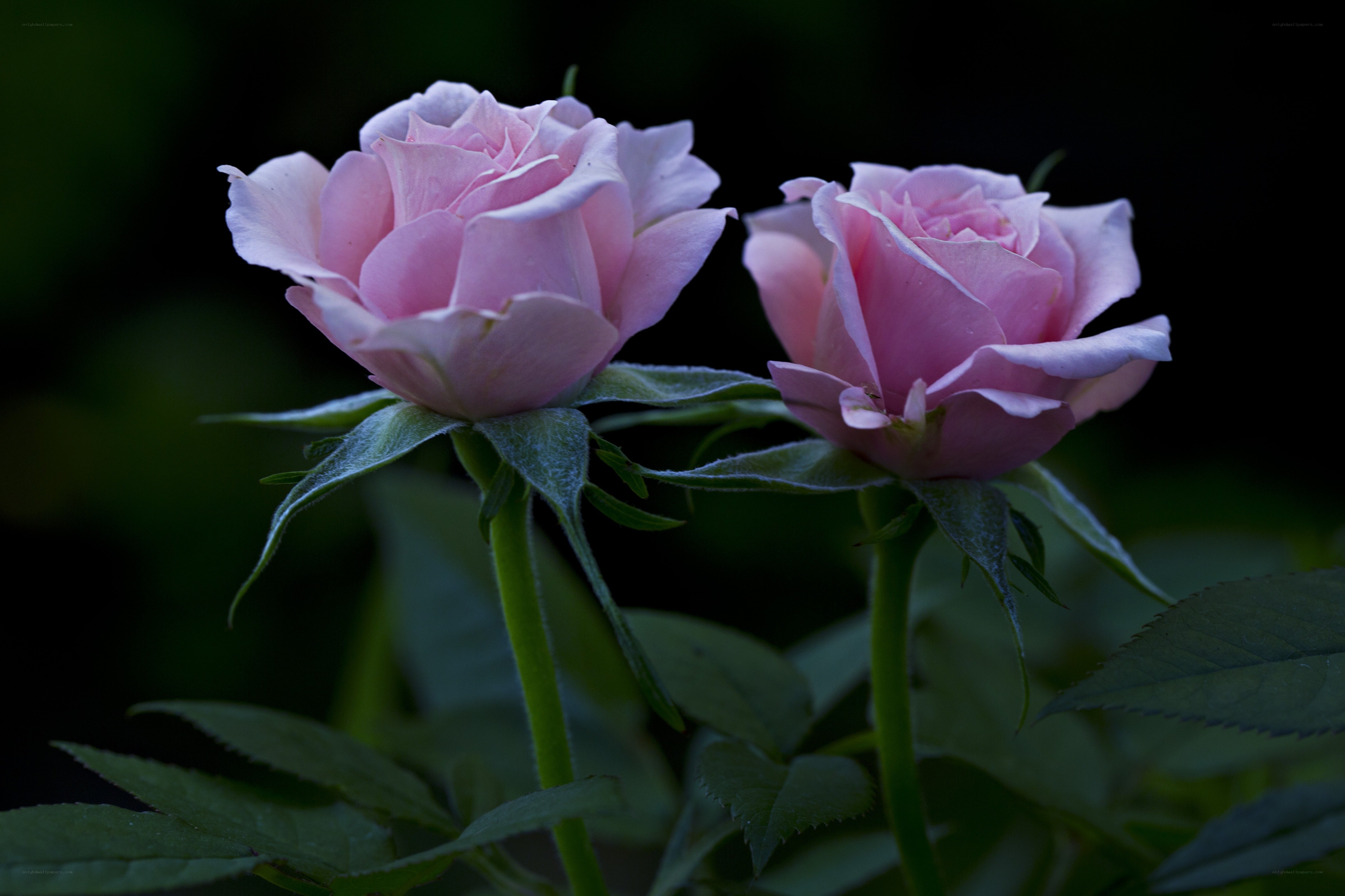 Two pink roses in bloom