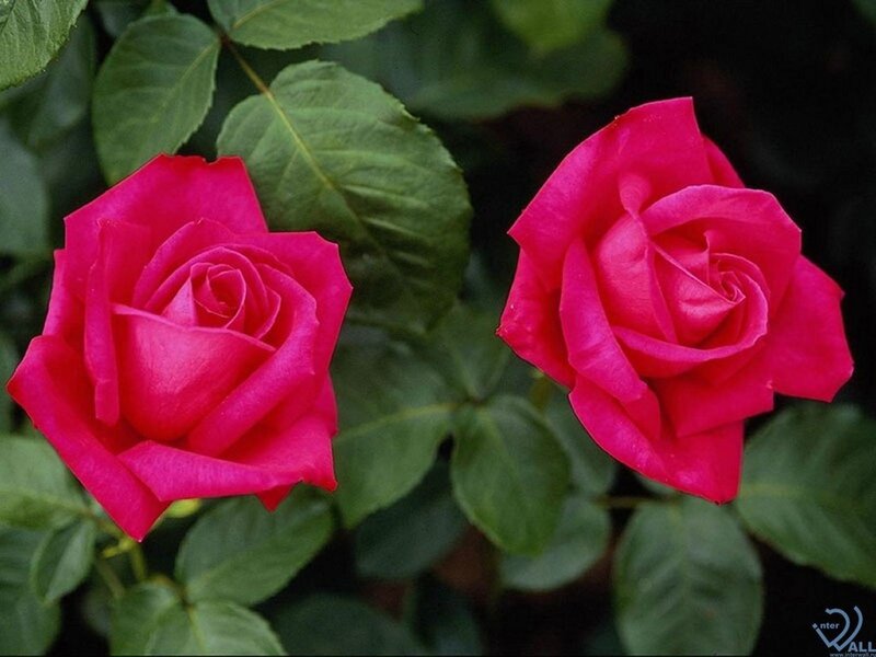 Two pink roses in bloom