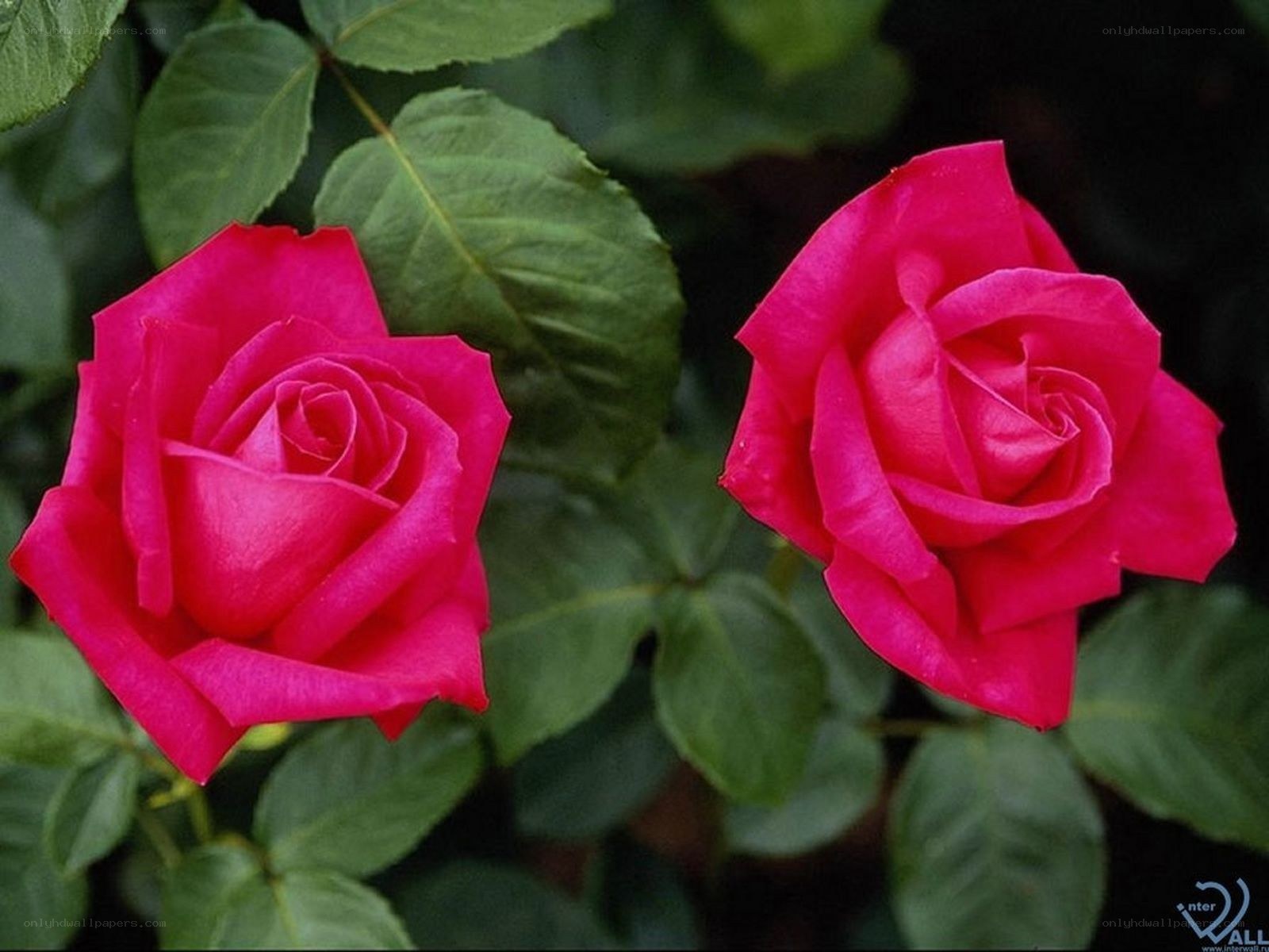 Two pink roses in bloom