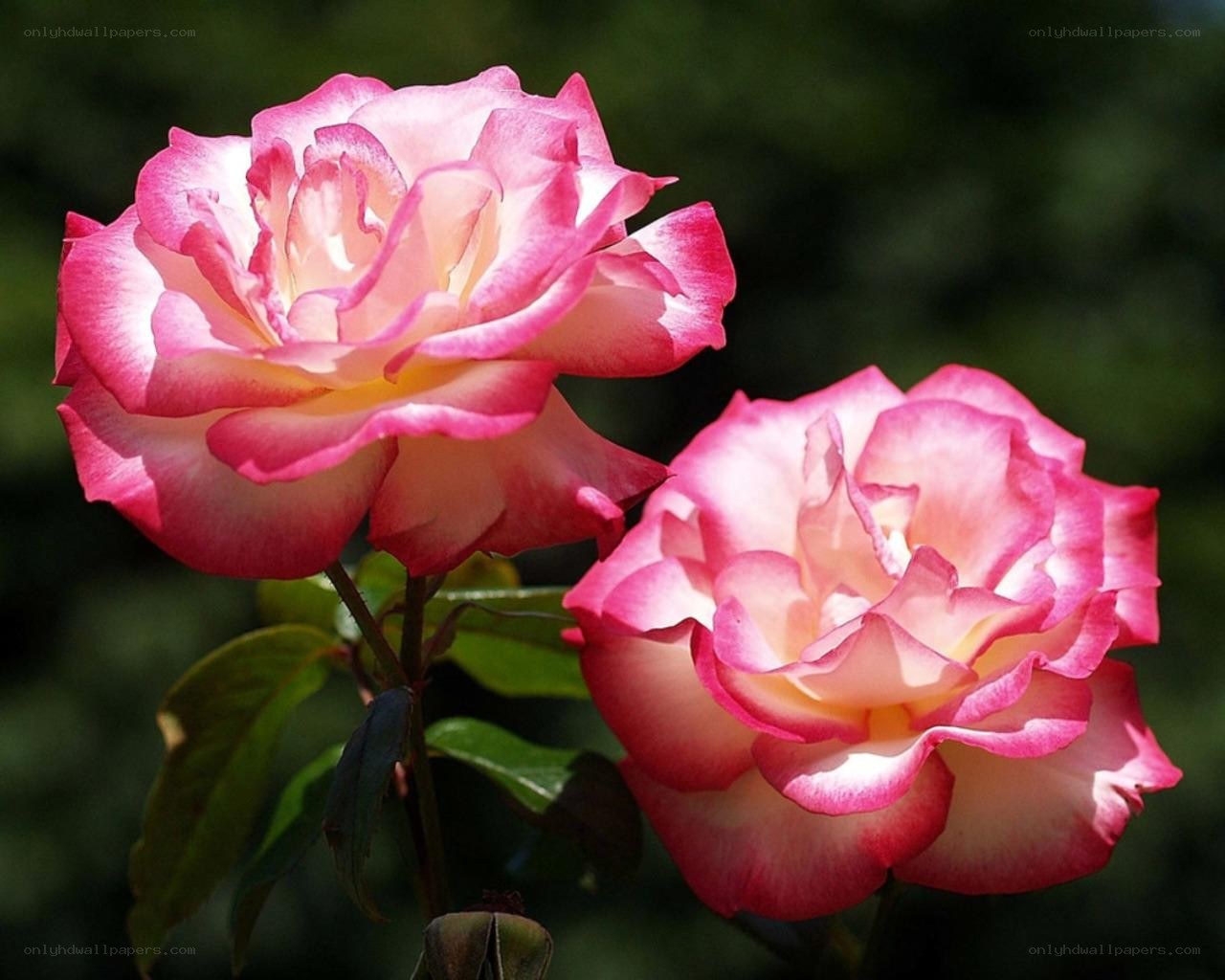 Two pink roses in bloom