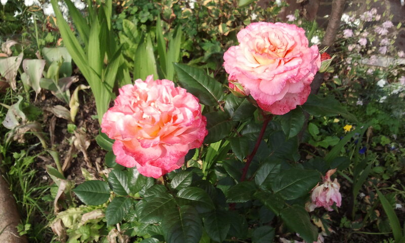 Two Pink Roses in Garden — Calm