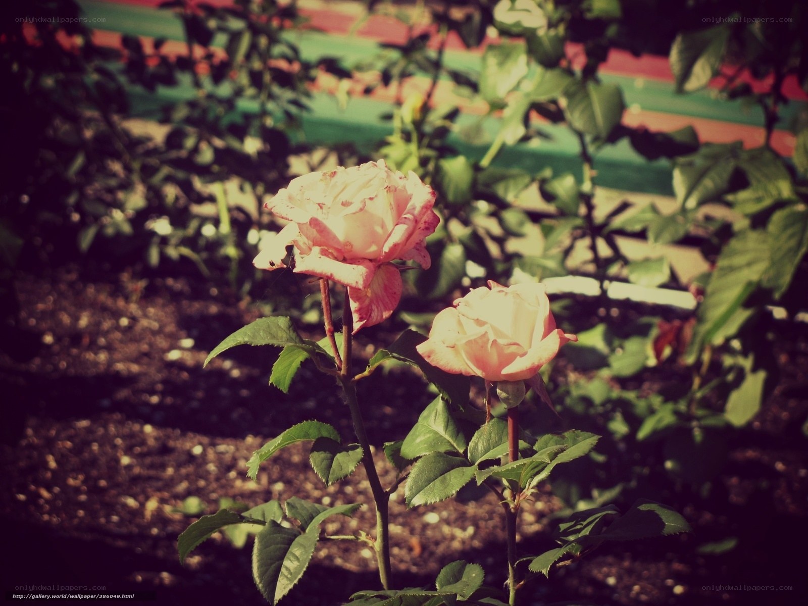 Two pink roses in garden
