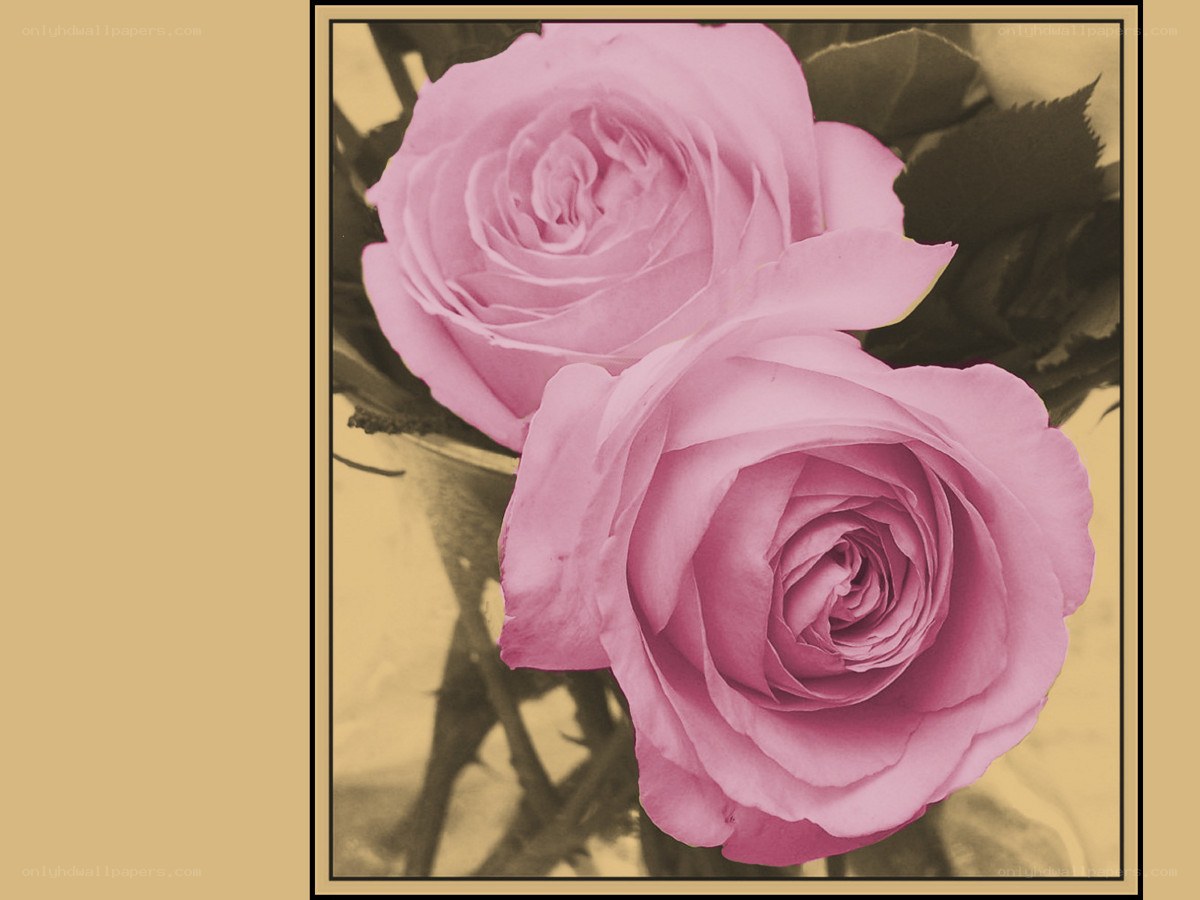Two pink roses in sepia