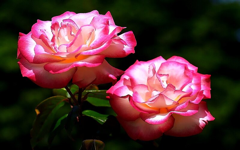 Two pink roses in sunlight