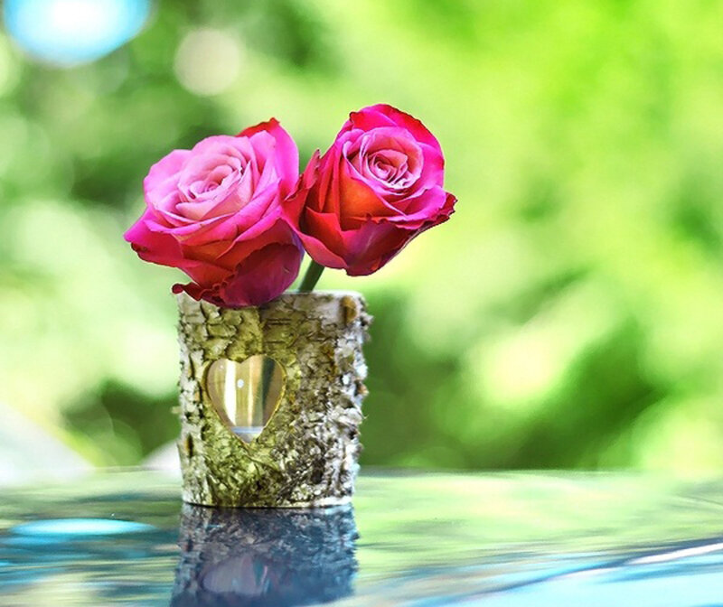 Two Pink Roses in Vase — Serene