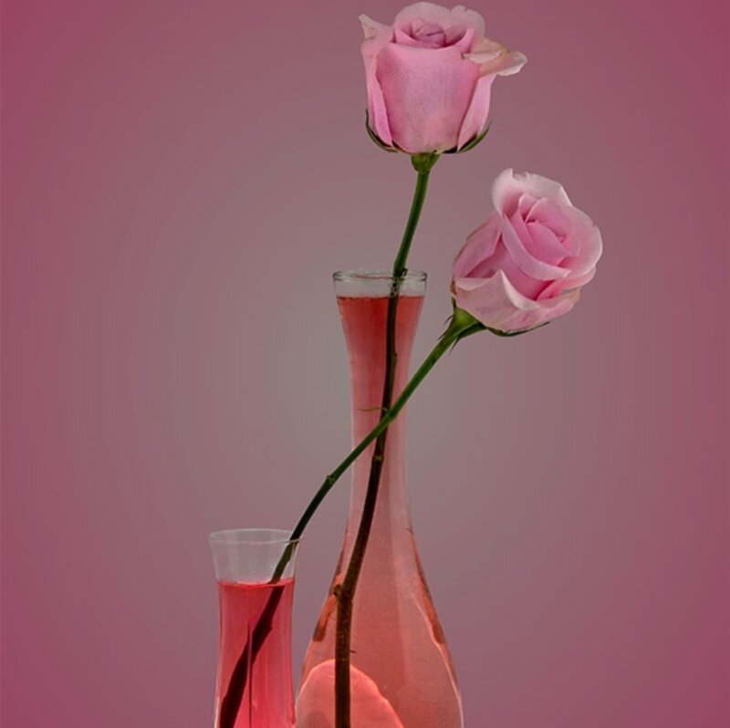 Two Pink Roses in Vases