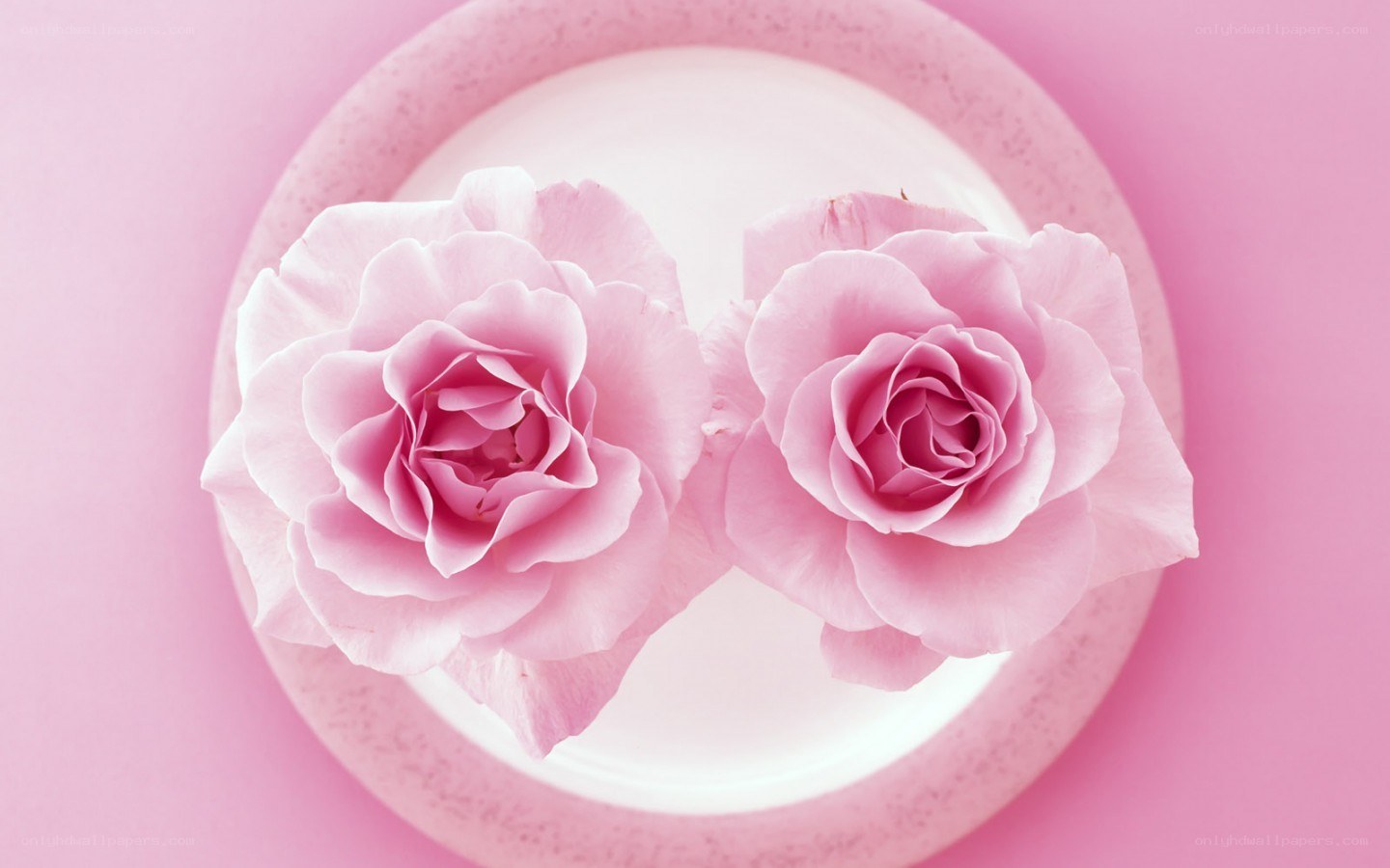 Two pink roses on a plate