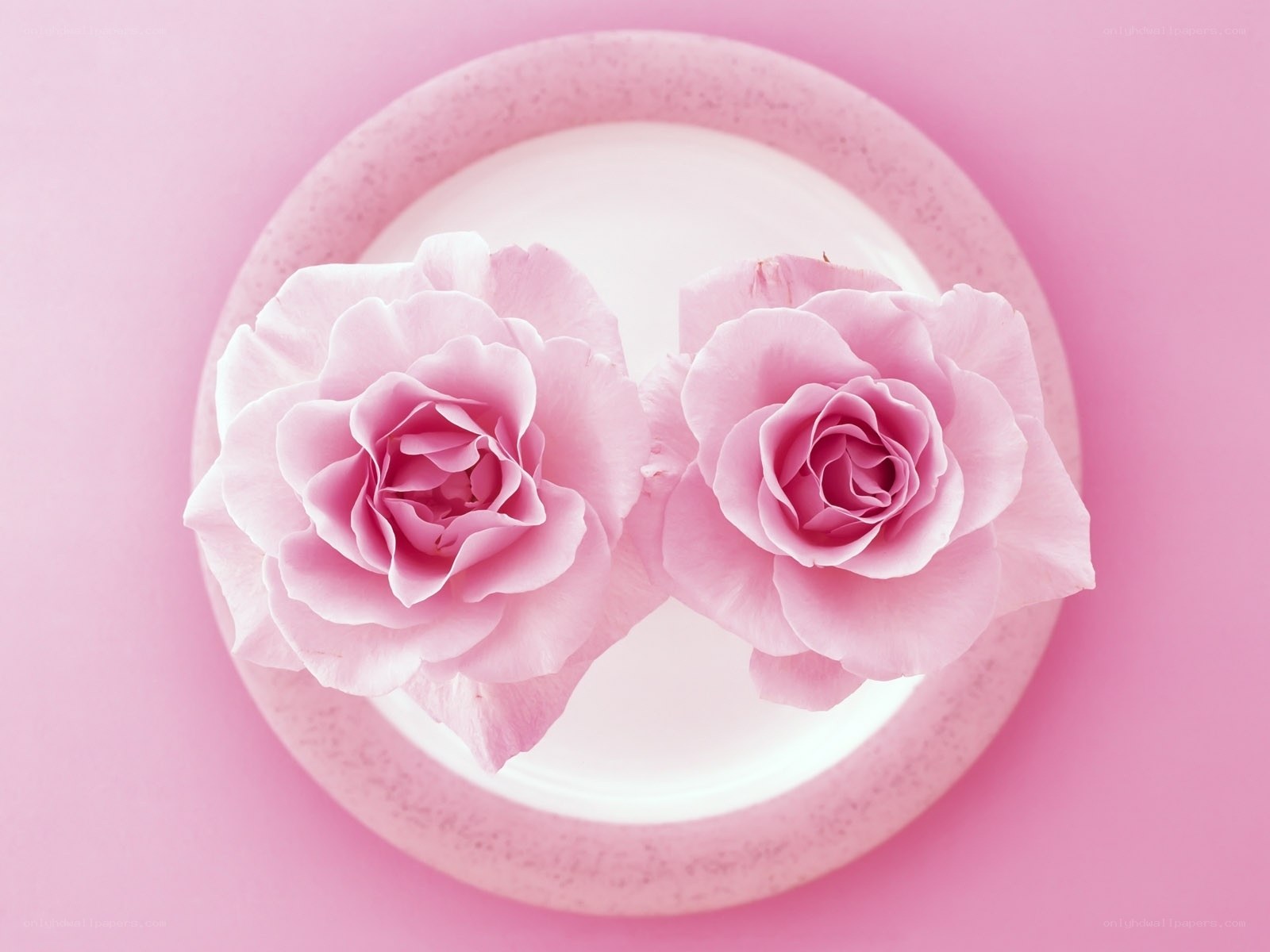 Two pink roses on a plate