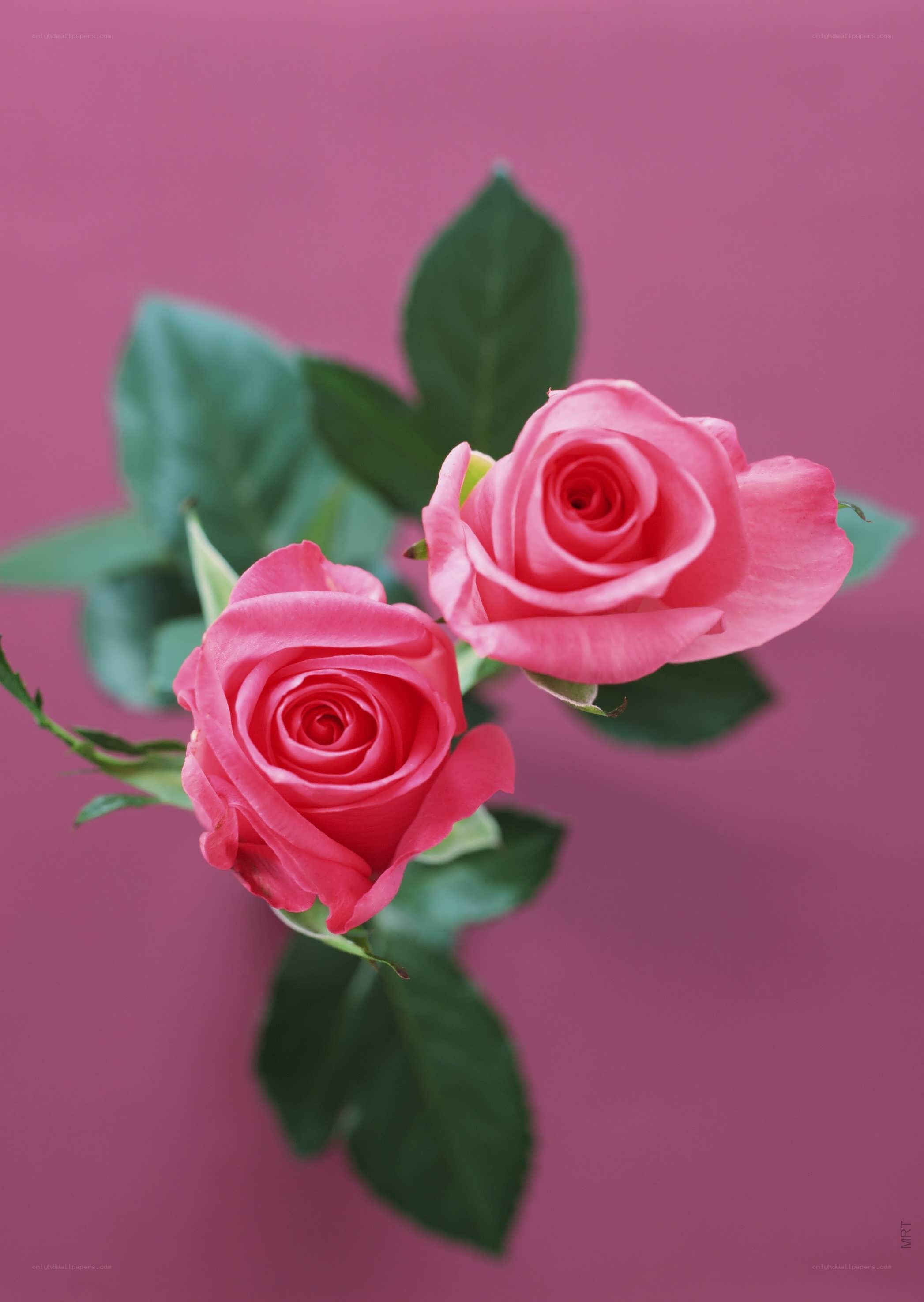 Two pink roses on a purple background