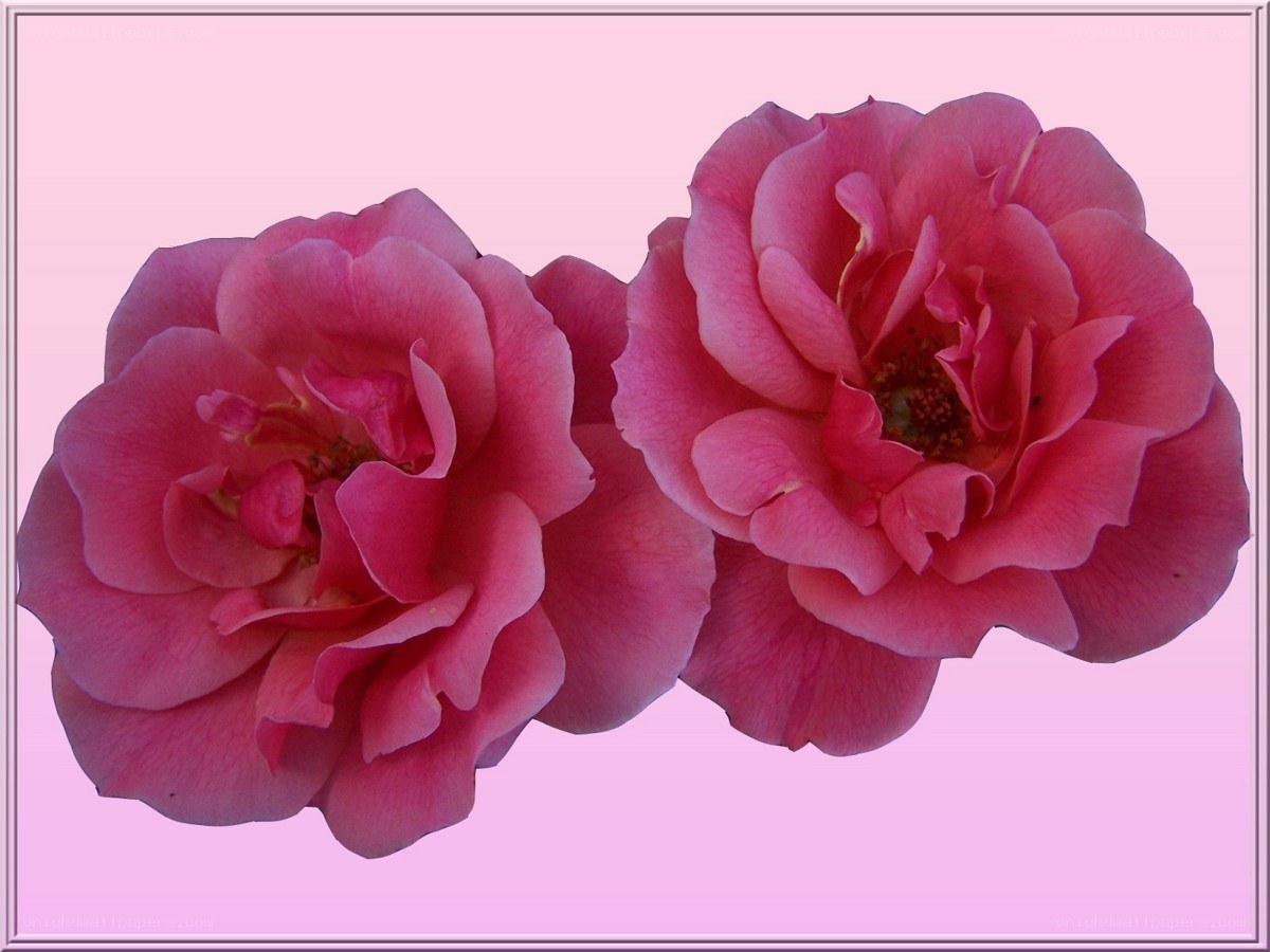 two pink roses on a soft background