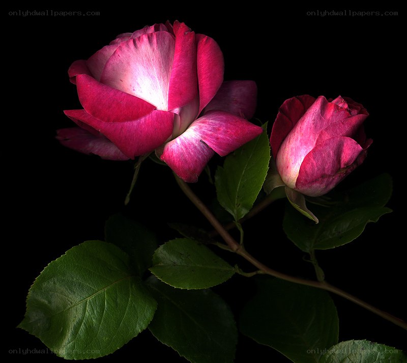 Two pink roses on black