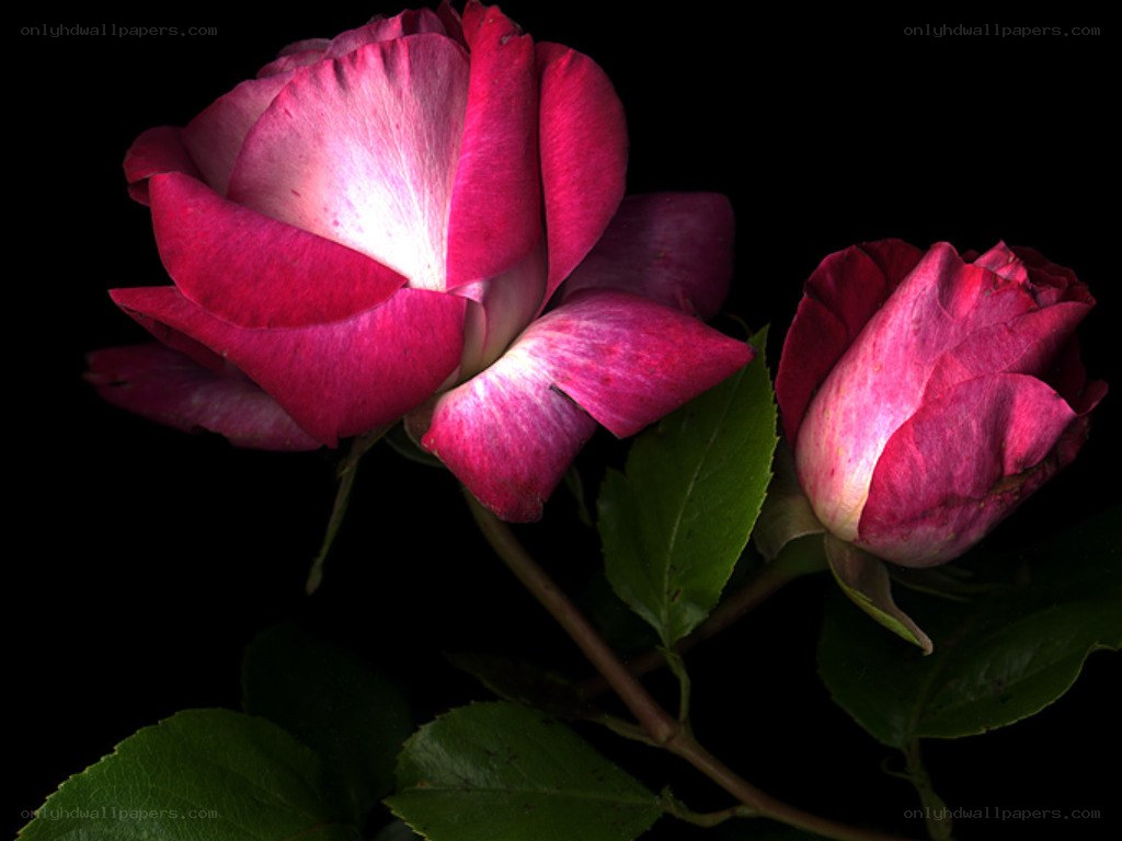 Two pink roses on black
