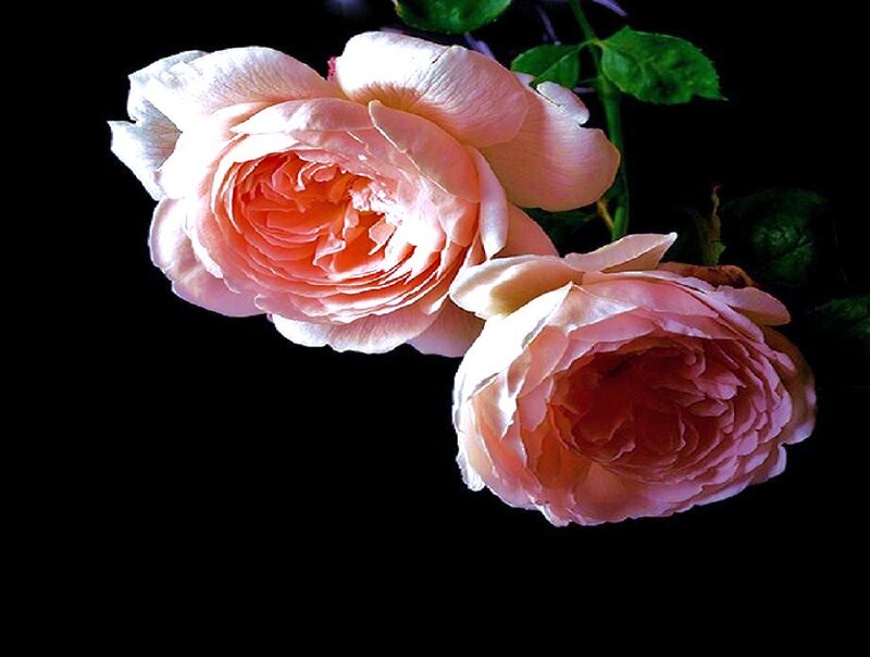 Two pink roses on black