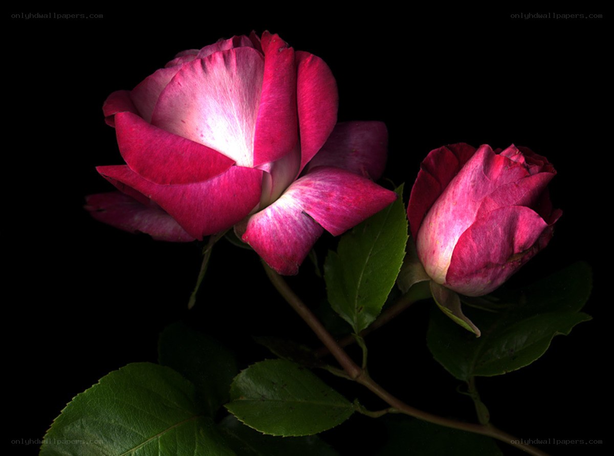 Two pink roses on black