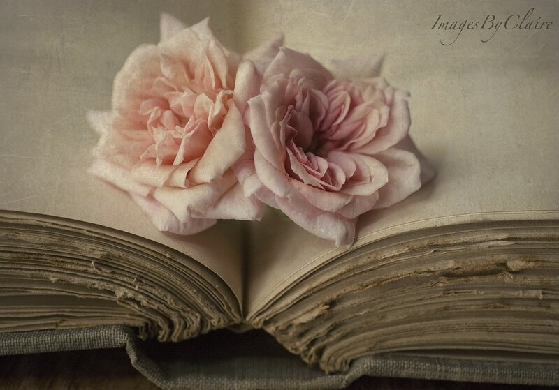 Two Pink Roses on Book