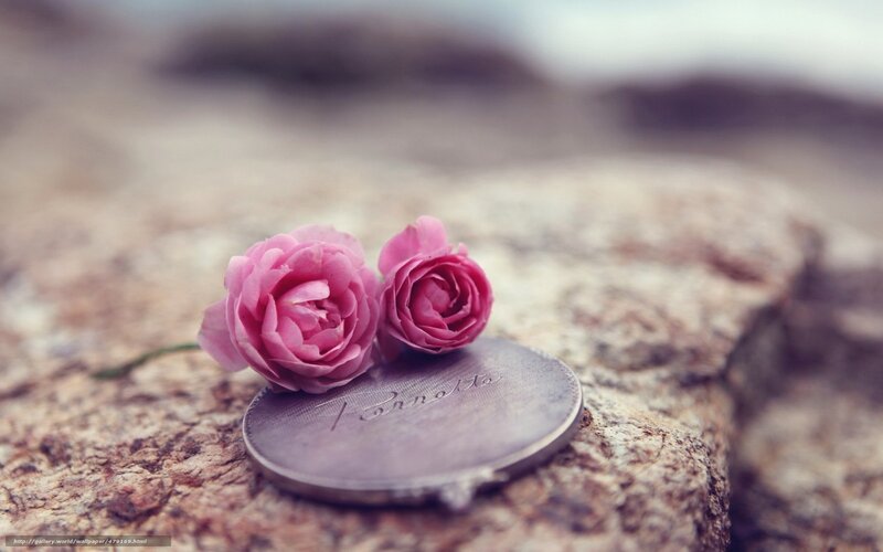Two Pink Roses on Coin — Serene, Photograph