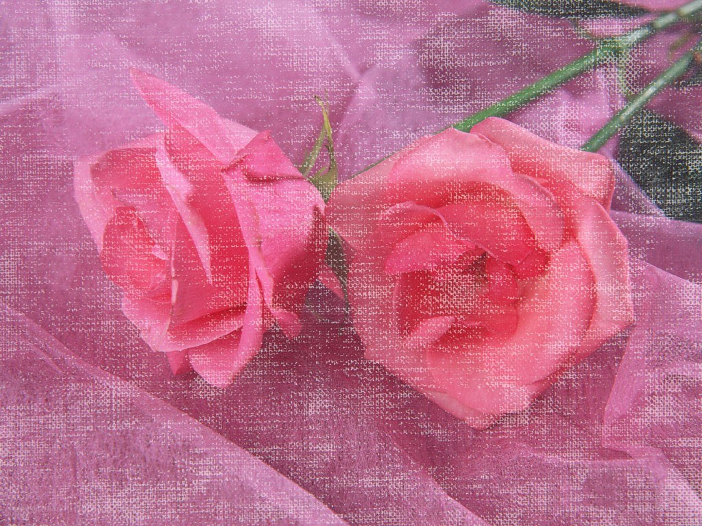 Two pink roses on fabric
