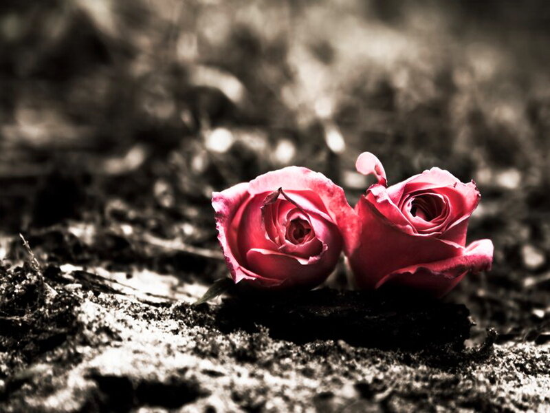 Two Pink Roses on Ground