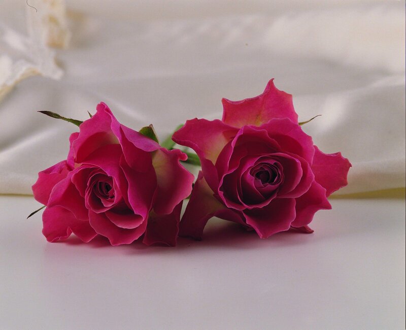 Two pink roses on white