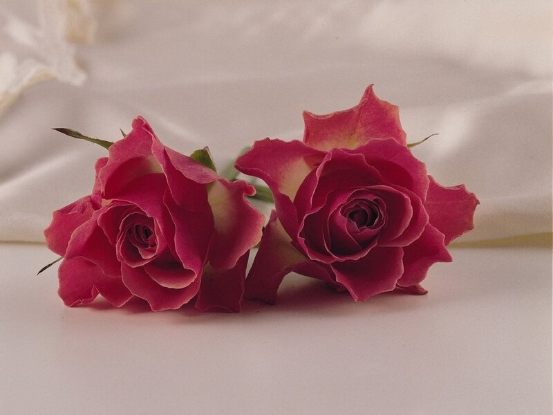 Two pink roses on white fabric