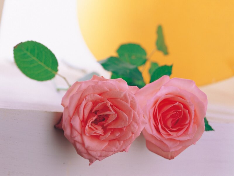 Two pink roses on white surface