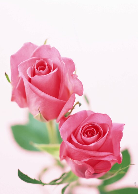 Two pink roses on white
