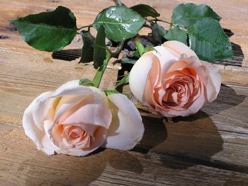 Two pink roses on wood