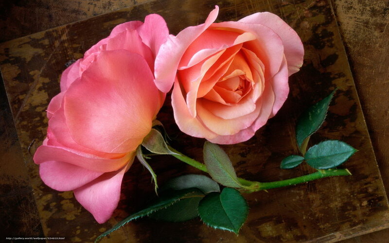 Two pink roses on wood