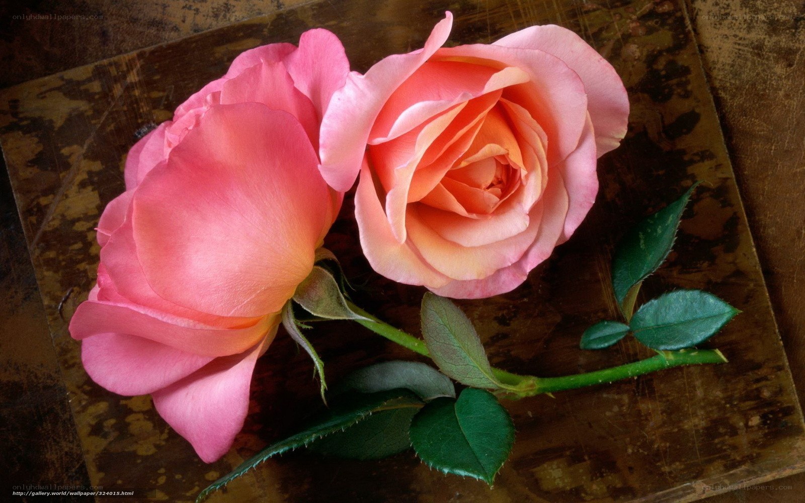 Two pink roses on wood