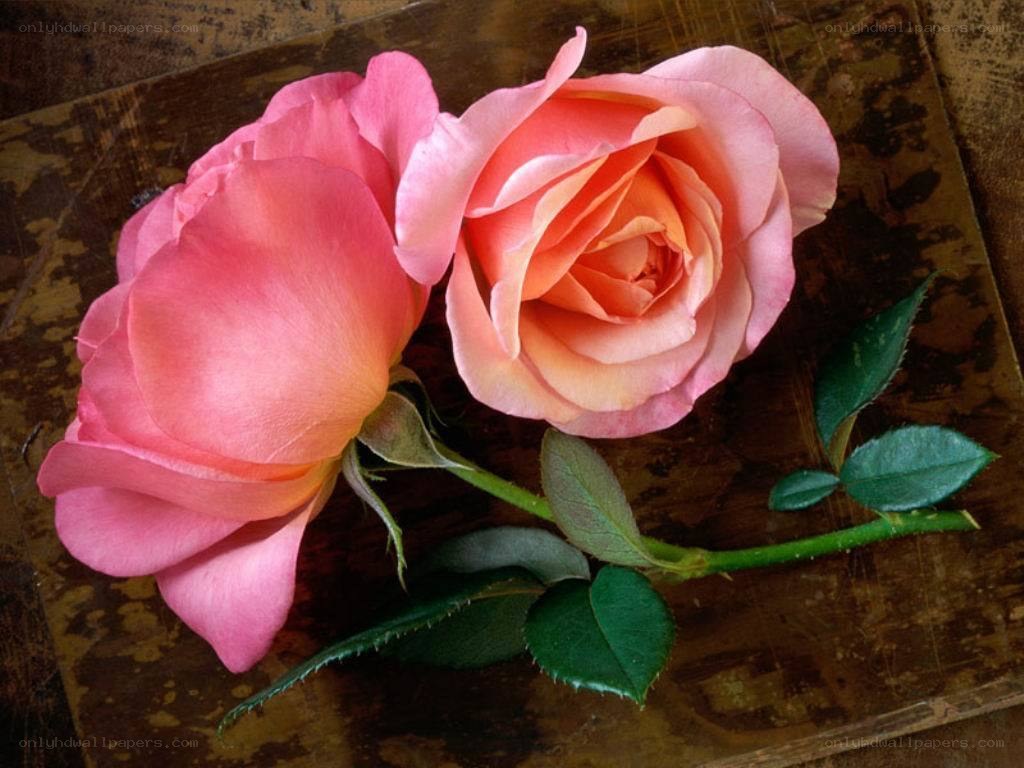 Two pink roses on wood