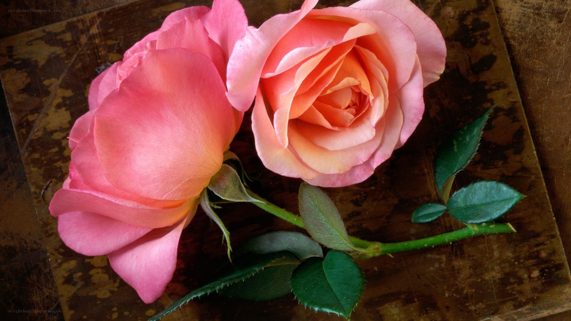 Two pink roses on wood
