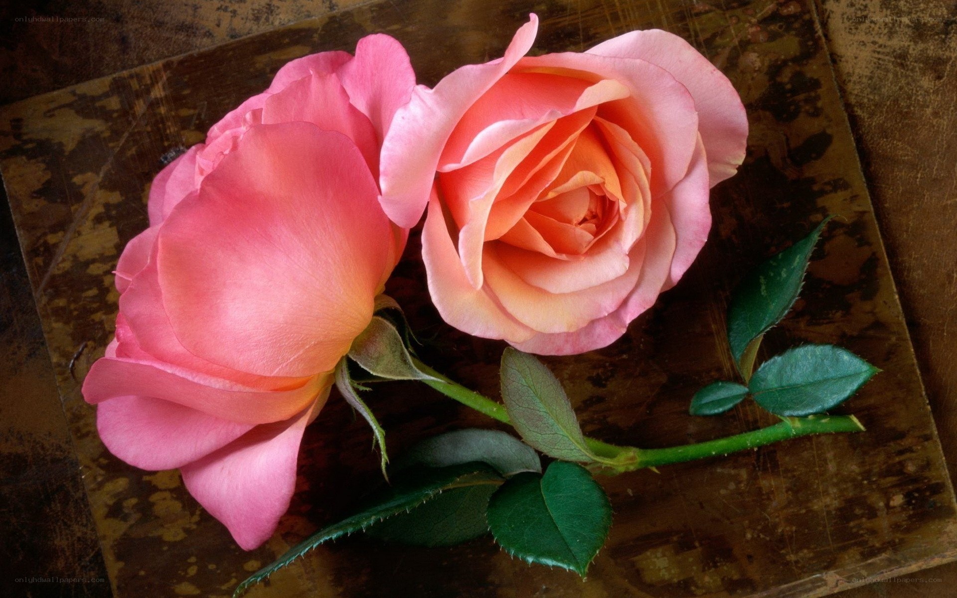 Two pink roses on wood