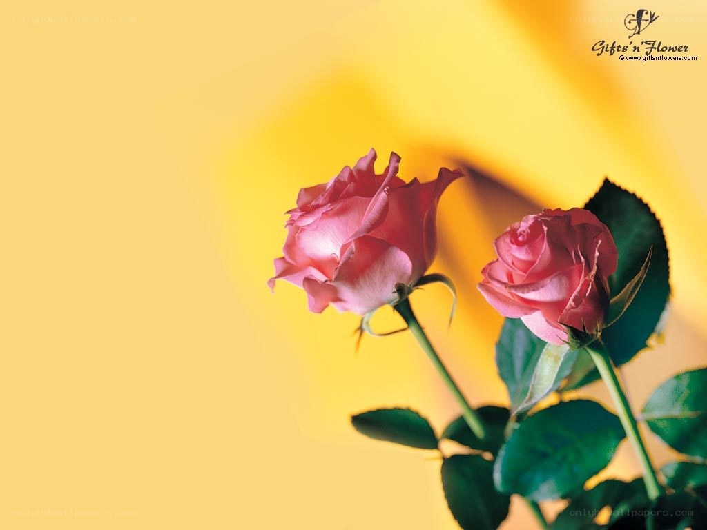 Two pink roses on yellow