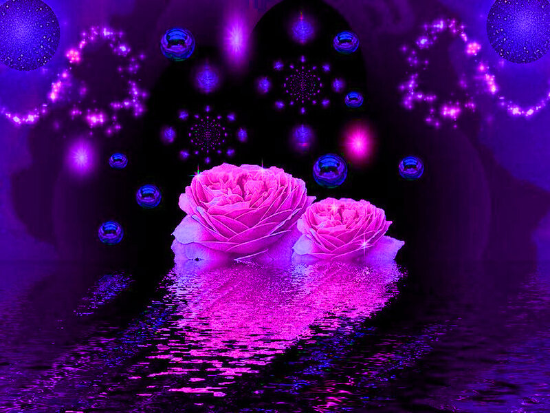 Two Pink Roses — Purple