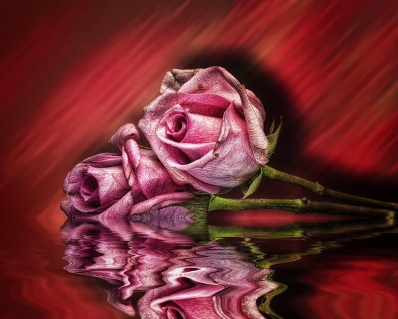 Two Pink Roses — Red, Dramatic