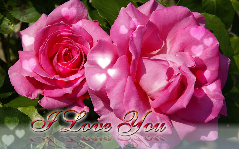 Two Pink Roses — Romantic, Afternoon